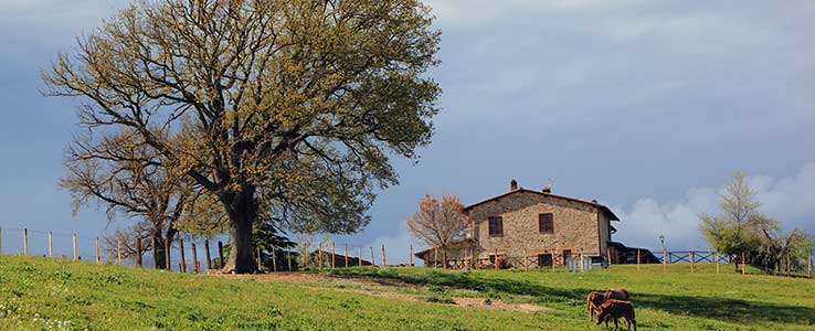 Tenuta di Corbara